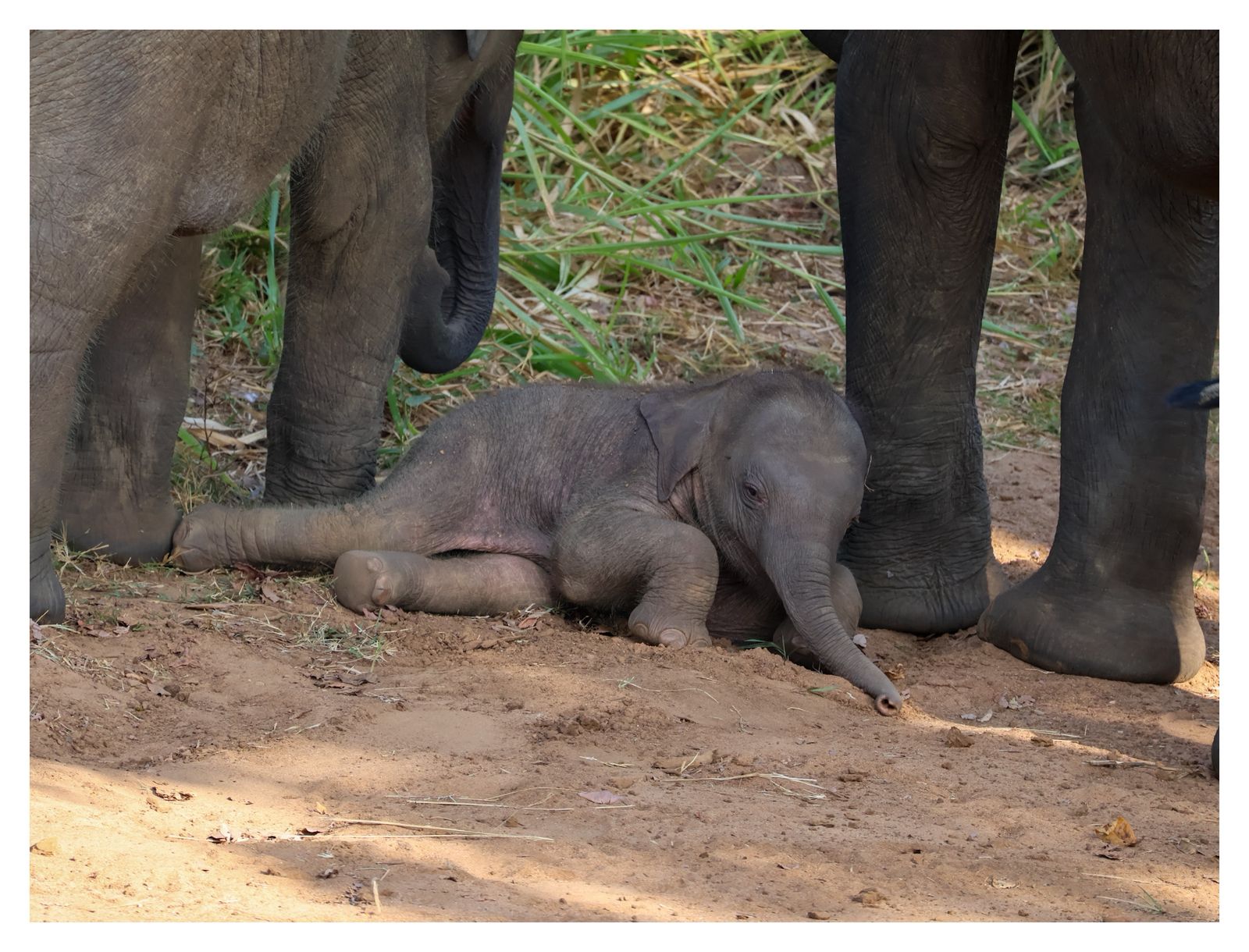 Wild Elephant Safari Adventure – Minneriya, Kaudulla & Hurulu ECO